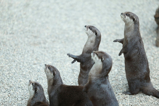 Celebrating World Otter Day 2025: 5 Fascinating Facts About Otters and Their Remarkable Comeback in Singapore